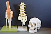 Collection of Medical Anatomical model/teaching aids, c1960